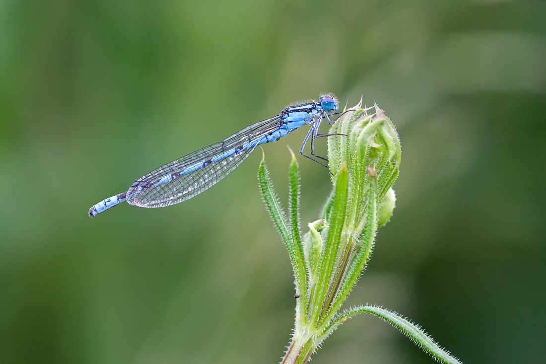 Common Blue